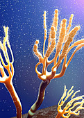 Fungus releasing spores, illustration