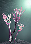Fungus releasing spores, illustration