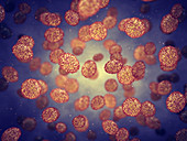 Smallpox viruses, illustration