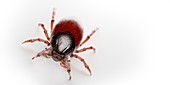 Tick, illustration