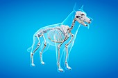Dog skeleton, illustration