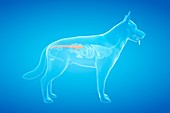 Dog colon, illustration