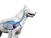 Dog veins, illustration