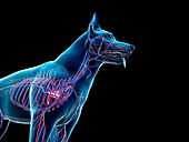 Dog vascular system, illustration