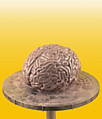 Clay brain on potter's wheel,composite image