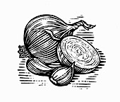 Engraving of onions and garlic