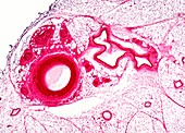 Artery and vein,light micrograph