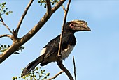 Trumpeter hornbill