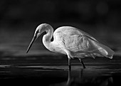 Little egret foraging at dusk