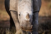 White rhino calf