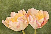 Tulip (Tulipa 'Creme Upstar') flowers