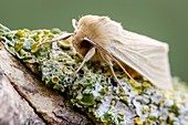 Common wainscot moth