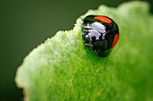 Kidney-spot ladybird