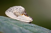 Chinese character moth