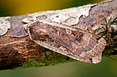 Large yellow underwing moth