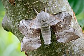 Poplar hawkmoth