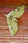 V-pug moth