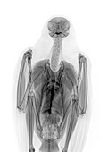 Sparrowhawk,X-ray