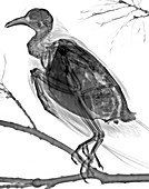 Ring-necked dove,X-ray