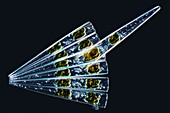 Diatom, light micrograph