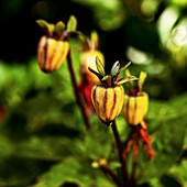 Dahlia flower buds