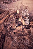 Log pile,infrared image