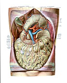 Coeliac trunk,portal vein,illustration