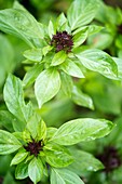 Cinnamon basil (Ocimum basilicum 'Cinnamon')