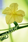 Cucumber (Cucumis sativus) flower