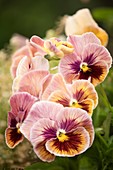 Pansy (Viola x wittrockiana) flowers