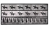 Horse and rider galloping,Muybridge motion study,1880s