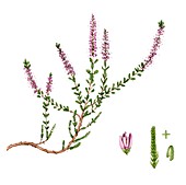Heather (Calluna vulgaris),illustration