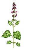Hedge woundwort (Stachys sylvatica),illustration