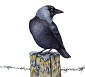 Jackdaw perched on wooden post,illustration