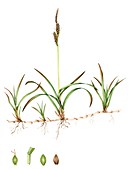 Stiff sedge (Carex bigelowii),illustration
