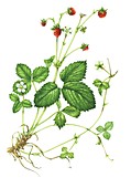 Wild strawberry (Fragaria vesca),illustration