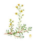 Yellow saxifrage (Saxifraga aizoides),illustration