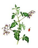 Bittersweet (Solanum dulcamara),illustration