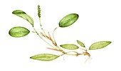 Bog pondweed (Potamogeton polygonifolius),illustration