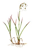 Common cottongrass,illustration