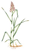 Common reed (Phragmites australis),illustration