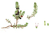 Crowberry (Empetrum nigrum),illustration