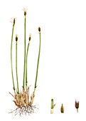 Deergrass (Scirpus cespitosus),illustration