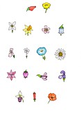 Flower shapes,illustration