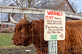 Highland cow,Wisconsin,USA