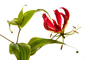 Gloriosa flower