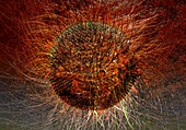 Virus particle,illustration