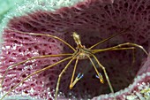 Yellowline arrow crab in a sponge