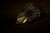 Yong Indian crested porcupine