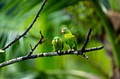 Orange-chinned parakeets